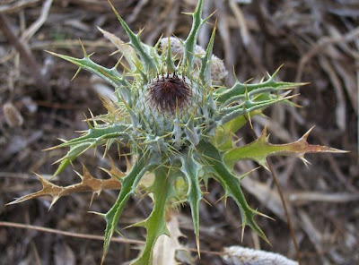 Carlina lanata L.