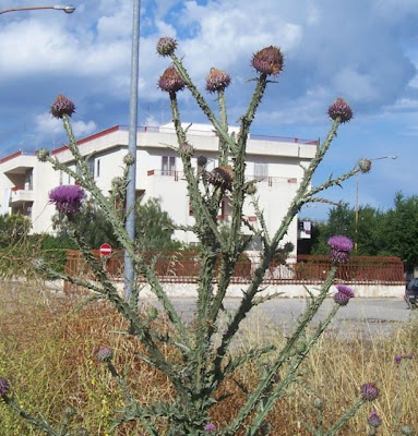 Cardo-ilírico Cardo-ilírico
