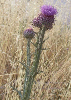 Cardo-ilírico Cardo-ilírico