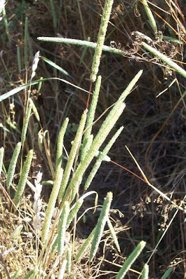 Codolina subulata Codolina subulata