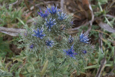 Cardopatum corymbosum (L.) Pers.