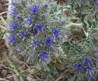 Cardopatum corymbosum (L.) Pers.