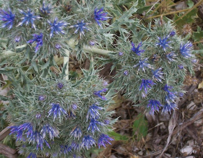 Cardopatum corymbosum (L.) Pers.