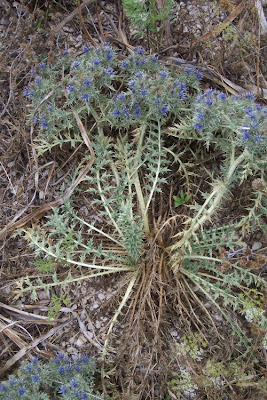 Cardopatum corymbosum (L.) Pers.