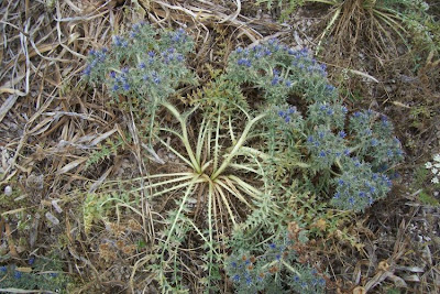 Cardopatum corymbosum (L.) Pers.