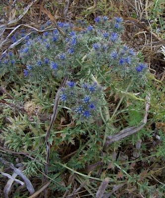 Cardopatum corymbosum (L.) Pers.