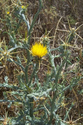 St. Barnaby's thistle