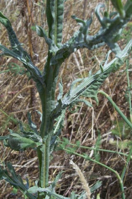 St. Barnaby's thistle