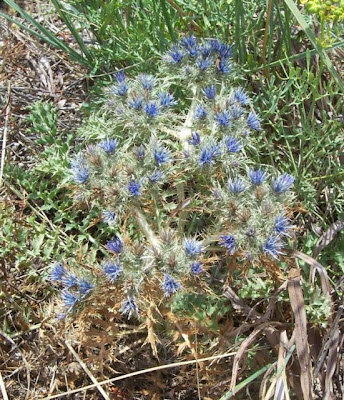 Cardopatum corymbosum (L.) Pers.