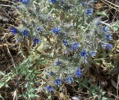 Cardopatum corymbosum (L.) Pers.