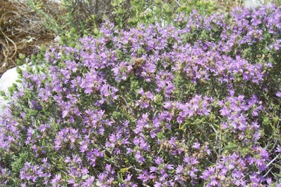 Thymus capitatus (L.) Hofmgg. et Lk.