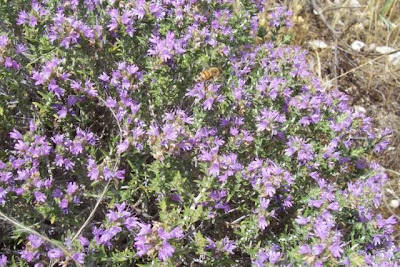 Thymus capitatus (L.) Hofmgg. et Lk.