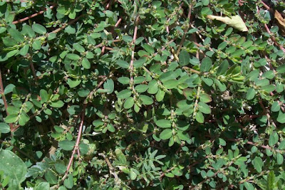 Euforbia prostrata