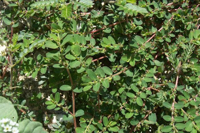 Euforbia prostrata