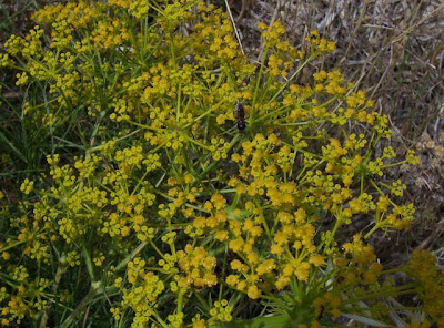 Cachrys libanotis,
Basilisco liscio Cachrys libanotis,
Basilisco liscio