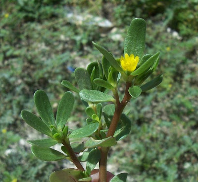 Verdolaga