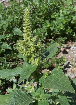 Amaranthus retroflexus L.