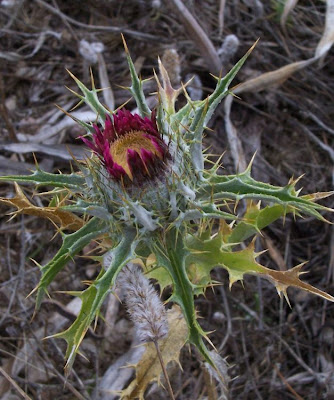 Woolly Carline Thistle Woolly Carline Thistle