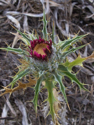 Carlina lanata L.