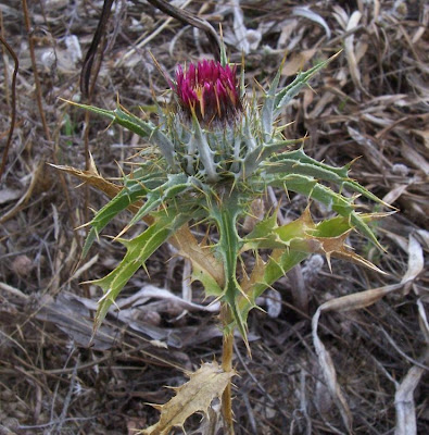 Carlina lanata L.
