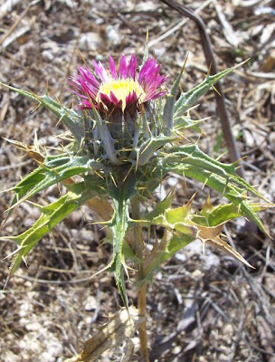 Woolly Carline Thistle Woolly Carline Thistle