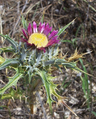 Carlina lanata L.