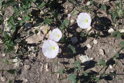 Corda-de-viola Corda-de-viola