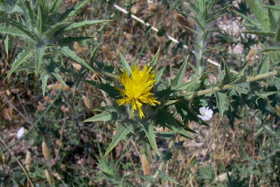 Saffron thistle