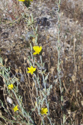 Lactuca viminea,
Lattuga alata,
Pliant Lettuce