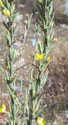 Lactuca viminea,
Lattuga alata,
Pliant Lettuce