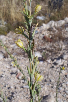 Lactuca viminea,
Lattuga alata,
Pliant Lettuce