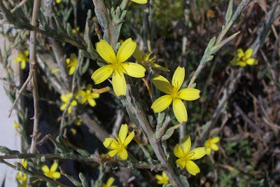 Lactuca viminea,
Lattuga alata,
Pliant Lettuce