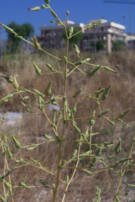 Lactuca serriola,
alface-brava-menor,
alface-de-espinho,
alface-silvestre,
China lettuce,
Erba Bussola,
escarola,
laitue sauvage,
laitue scarole,
Lattona,
Lattuga selvatica,
lechuga espinaca,
lechuga silvestre,
prickly lettuce