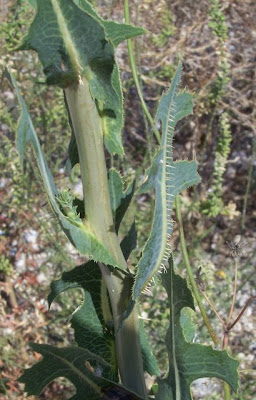 Lactuca serriola,
alface-brava-menor,
alface-de-espinho,
alface-silvestre,
China lettuce,
Erba Bussola,
escarola,
laitue sauvage,
laitue scarole,
Lattona,
Lattuga selvatica,
lechuga espinaca,
lechuga silvestre,
prickly lettuce