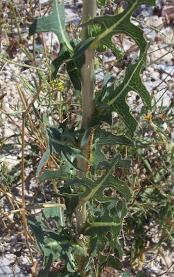 Lactuca serriola,
alface-brava-menor,
alface-de-espinho,
alface-silvestre,
China lettuce,
Erba Bussola,
escarola,
laitue sauvage,
laitue scarole,
Lattona,
Lattuga selvatica,
lechuga espinaca,
lechuga silvestre,
prickly lettuce