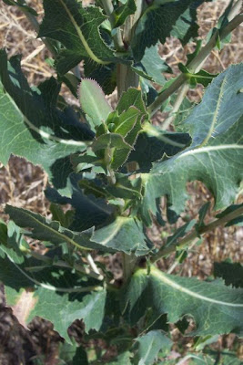 Lactuca serriola,
alface-brava-menor,
alface-de-espinho,
alface-silvestre,
China lettuce,
Erba Bussola,
escarola,
laitue sauvage,
laitue scarole,
Lattona,
Lattuga selvatica,
lechuga espinaca,
lechuga silvestre,
prickly lettuce