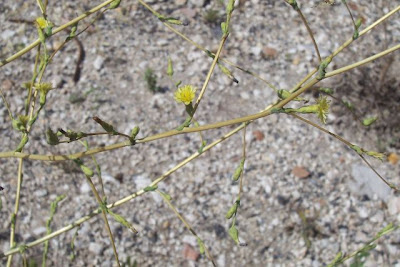 Lactuca serriola,
alface-brava-menor,
alface-de-espinho,
alface-silvestre,
China lettuce,
Erba Bussola,
escarola,
laitue sauvage,
laitue scarole,
Lattona,
Lattuga selvatica,
lechuga espinaca,
lechuga silvestre,
prickly lettuce