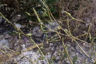 Lactuca serriola,
alface-brava-menor,
alface-de-espinho,
alface-silvestre,
China lettuce,
Erba Bussola,
escarola,
laitue sauvage,
laitue scarole,
Lattona,
Lattuga selvatica,
lechuga espinaca,
lechuga silvestre,
prickly lettuce