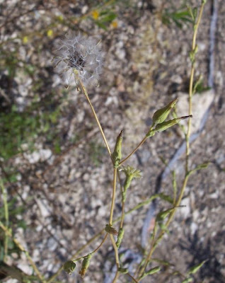 Lactuca serriola,
alface-brava-menor,
alface-de-espinho,
alface-silvestre,
China lettuce,
Erba Bussola,
escarola,
laitue sauvage,
laitue scarole,
Lattona,
Lattuga selvatica,
lechuga espinaca,
lechuga silvestre,
prickly lettuce