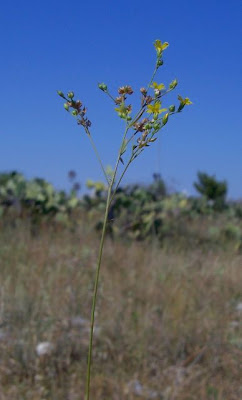 French flax French flax