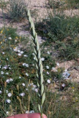 Caprinella Caprinella