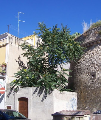 Manfredonia, Ailanto