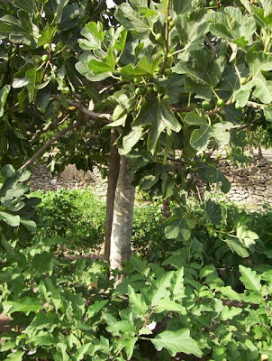 Manfredonia, Orto in loc. S. Tecchia