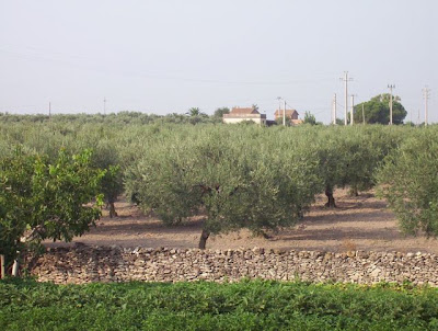 Manfredonia, Oliveto
