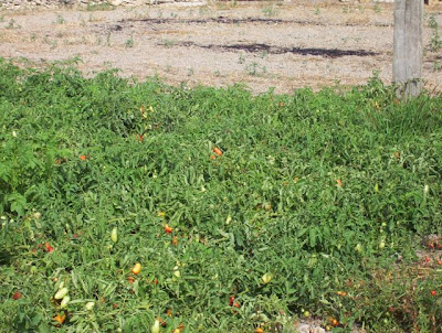 Manfredonia, Orto in loc. S. Tecchia
