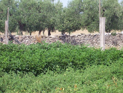 Manfredonia, Orto in loc. S. Tecchia