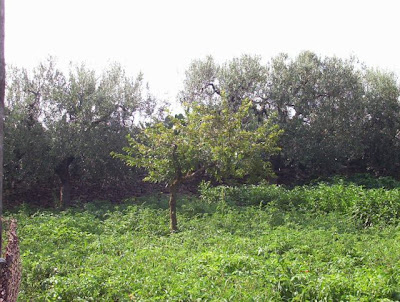 Manfredonia, Orto in loc. S. Tecchia