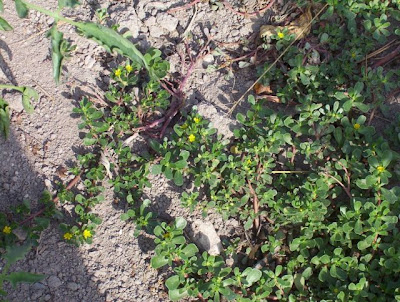 Manfredonia, Orto in loc. S. Tecchia