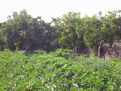 Manfredonia, Orto in loc. S. Tecchia