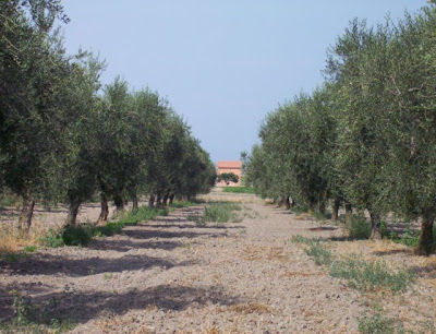 Manfredonia, Oliveto